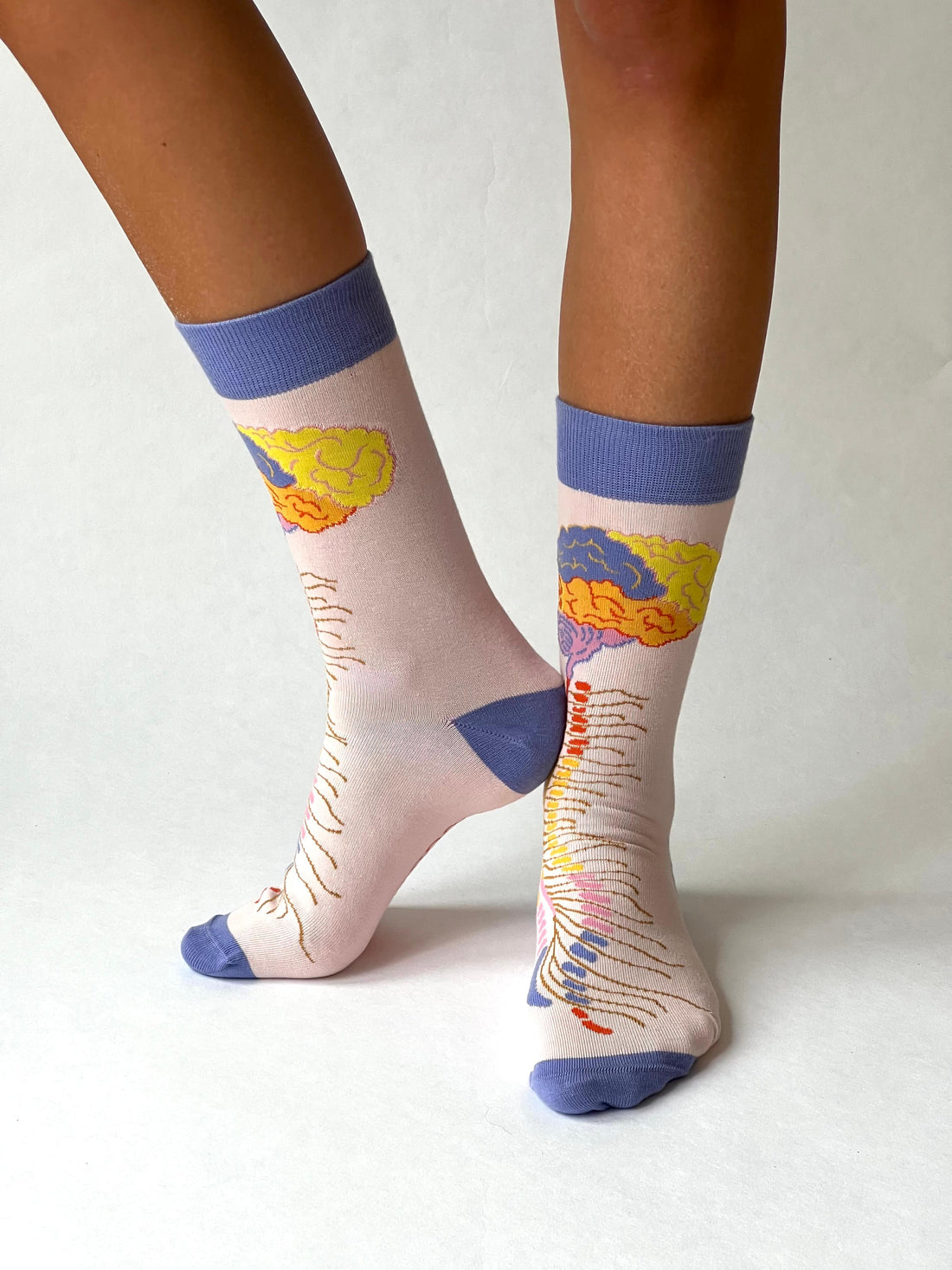 Brein - Centraal Zenuw Stelsel