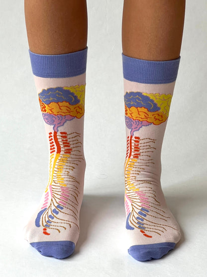 Brein - Centraal Zenuw Stelsel