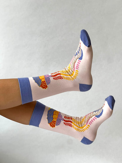 Brein - Centraal Zenuw Stelsel